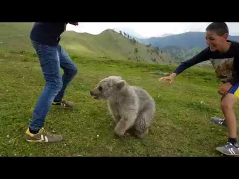 Domesticated bear - მოშინაურებული დათუნია.